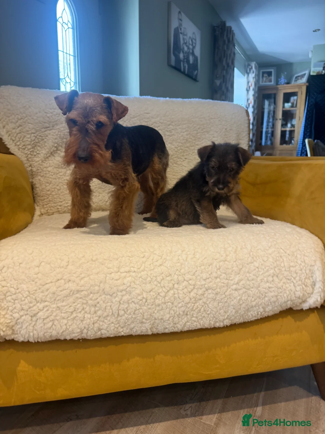 Welsh Terrier dogs for sale: Gucci  - Advert 2