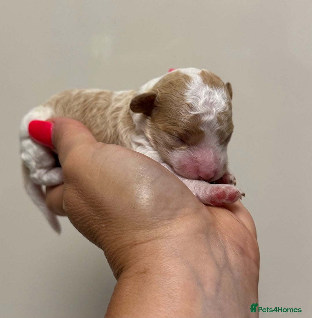 Toy Poodle dogs for sale: Tiny, rare parti poodle puppies. Red & white.  - Image 12
