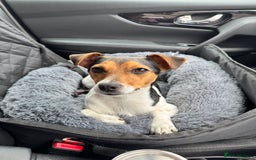 Jack Russell dogs for sale: 2yr old JRT **PLEASE read description** - Image 1