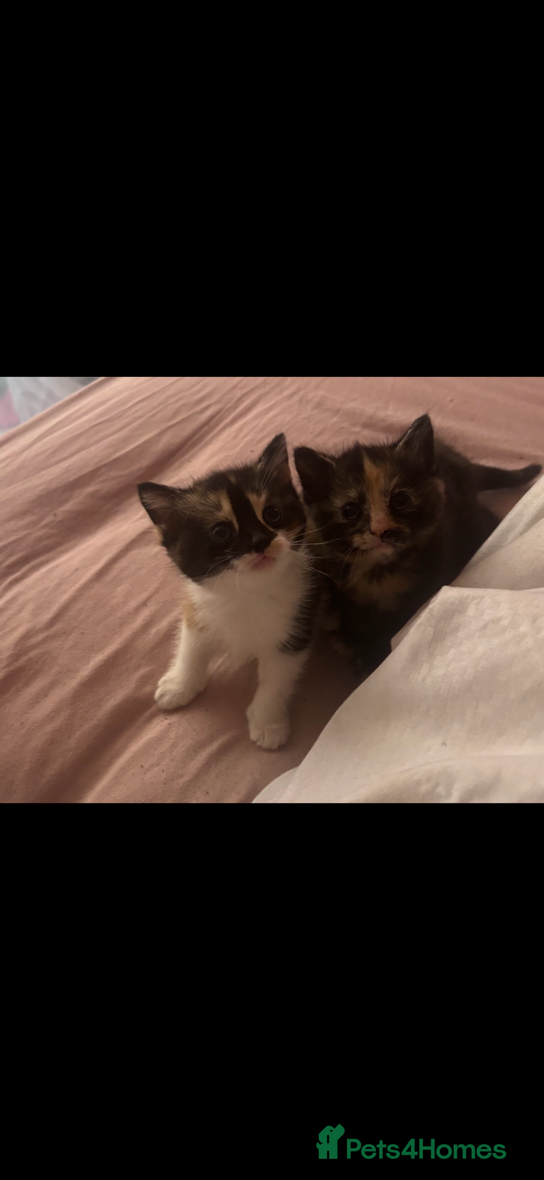 Mixed Breed cats for sale: Siamese kitties💕  - Advert 9