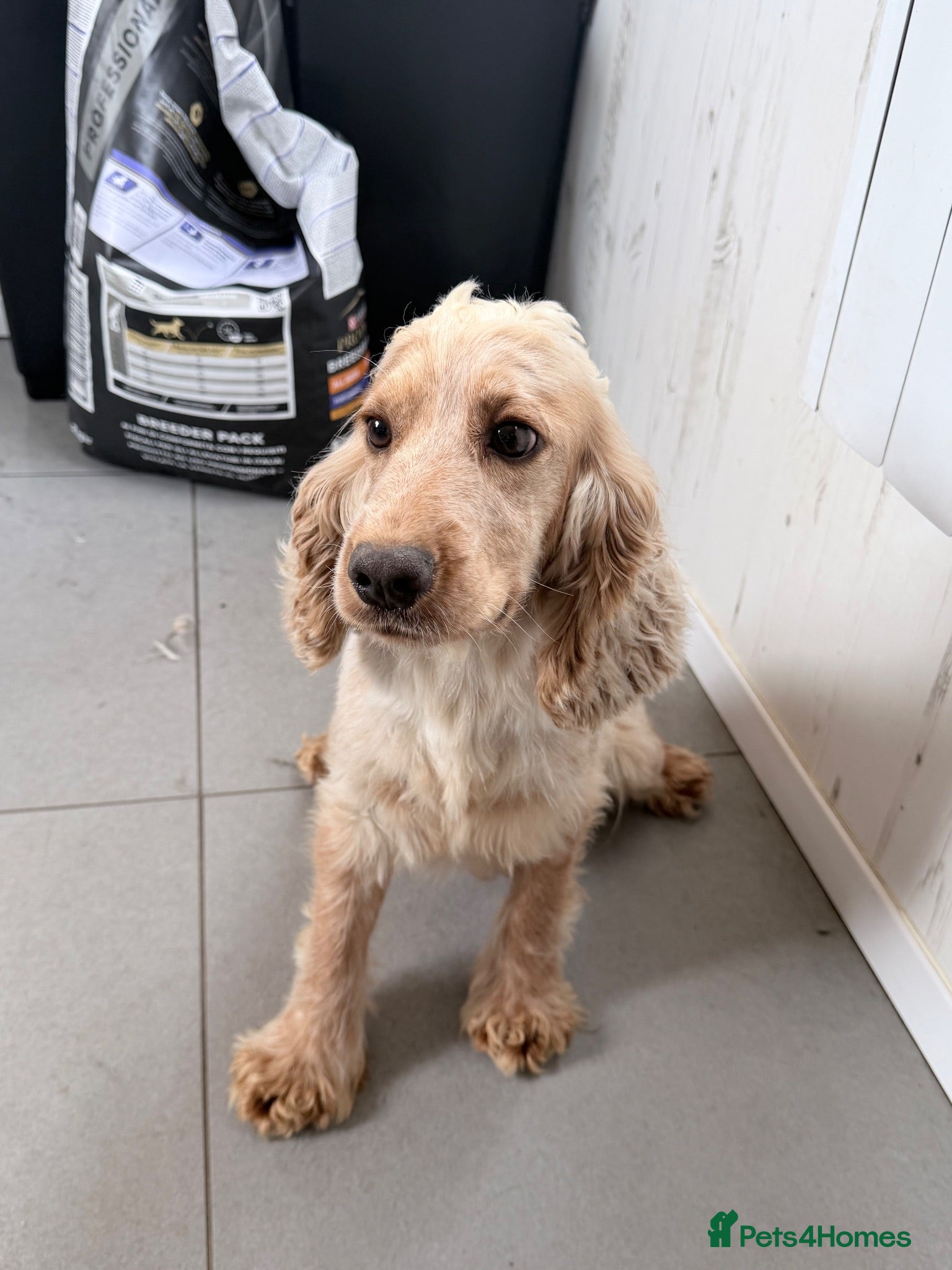 Mixed Breed dogs Cocker spaniel x golden retriever - Advert 1
