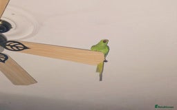 Ringnecks birds for sale: Male Indian ringneck parrot  - Image 1