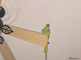 Ringnecks birds - Advert 5