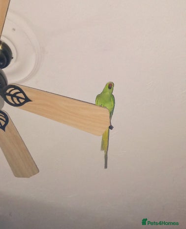 Ringnecks birds - Advert 4