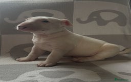 English Bull Terrier dogs for sale: Ready to leave !!! champion bloodlines kc reg - Image 33