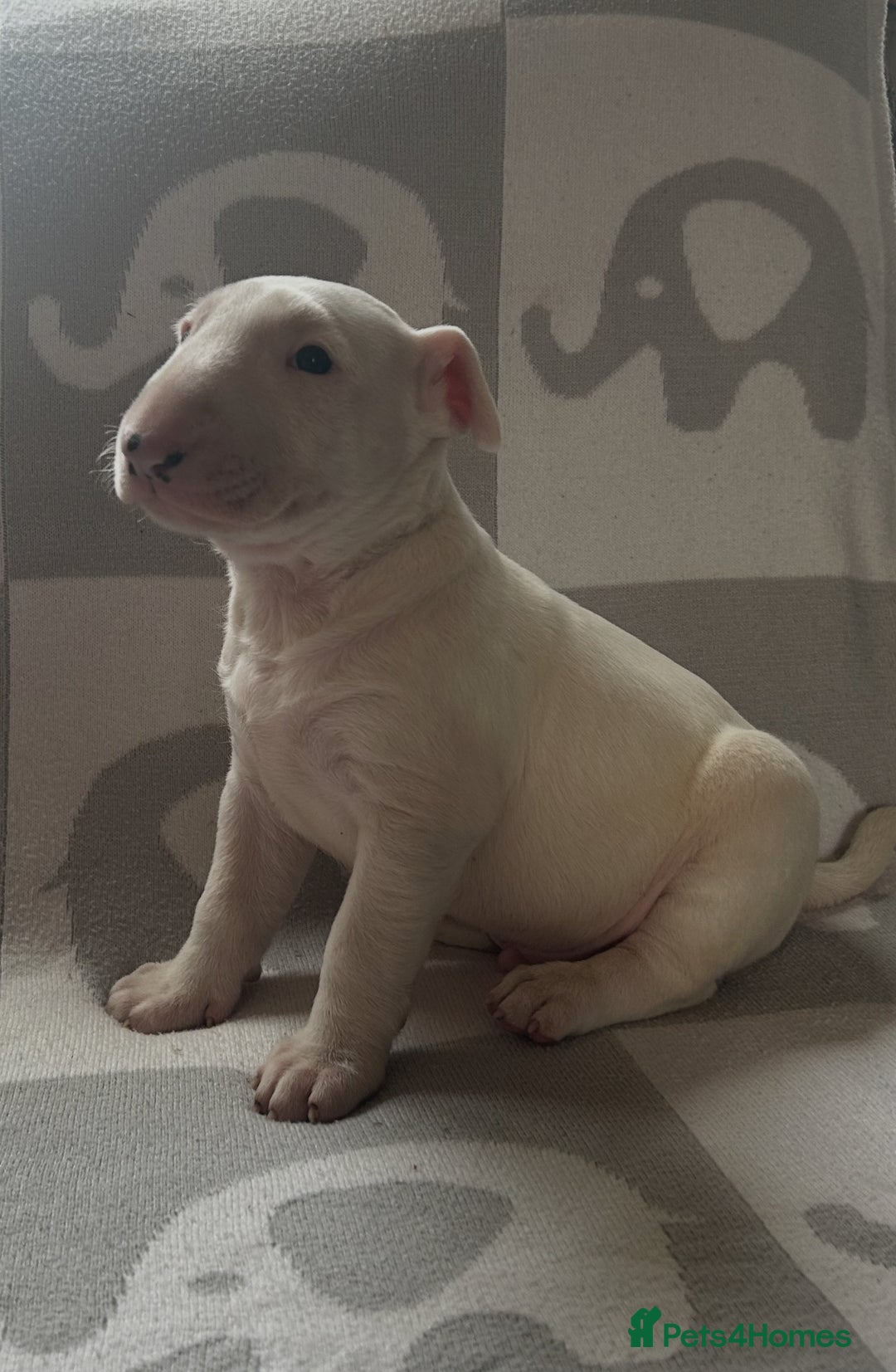 English Bull Terrier dogs for sale: Ready to leave !!! champion bloodlines kc reg - Image 33