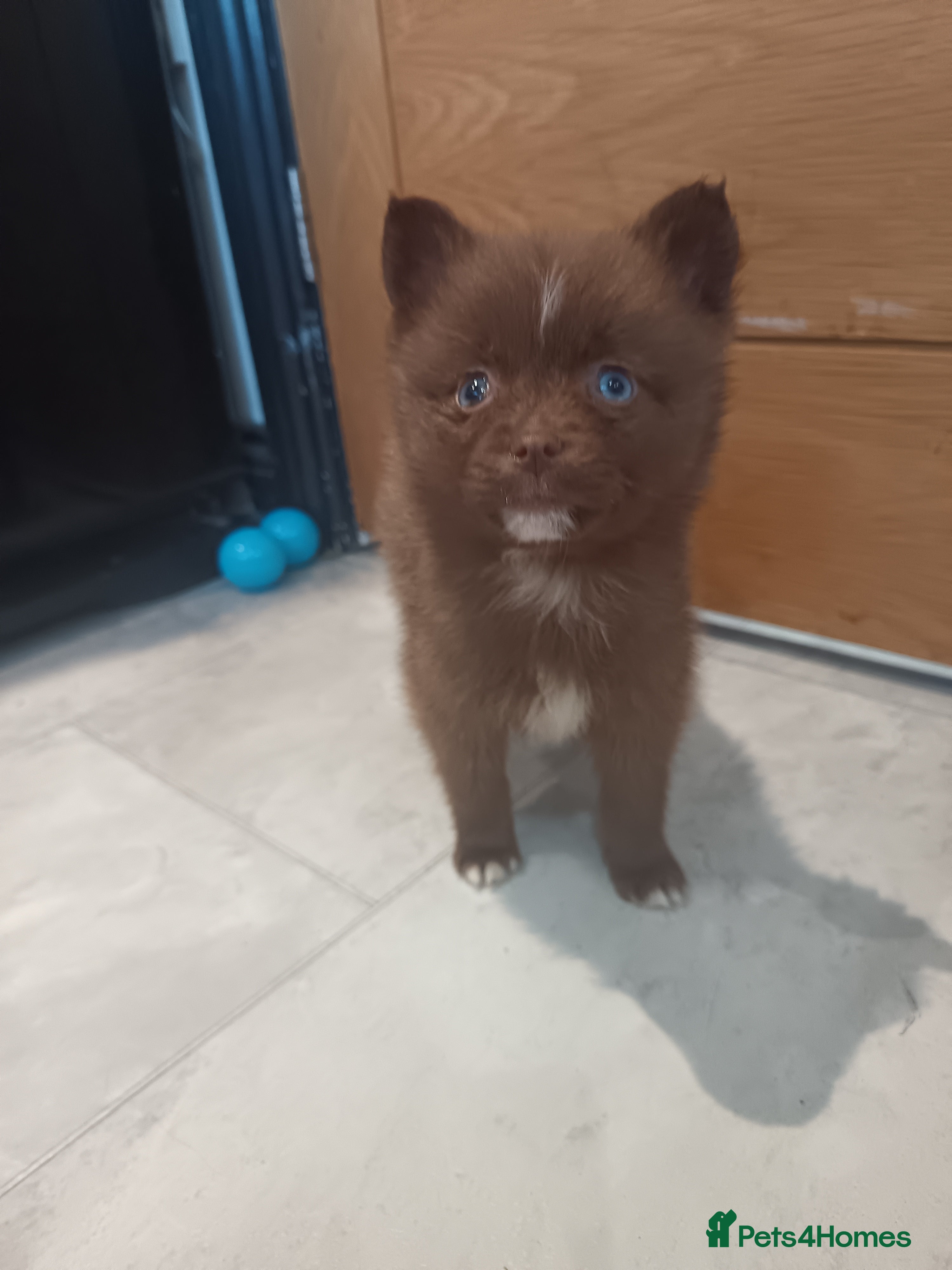 Pomsky dogs F3 POMSKYS 1 LEFT  - Advert 2