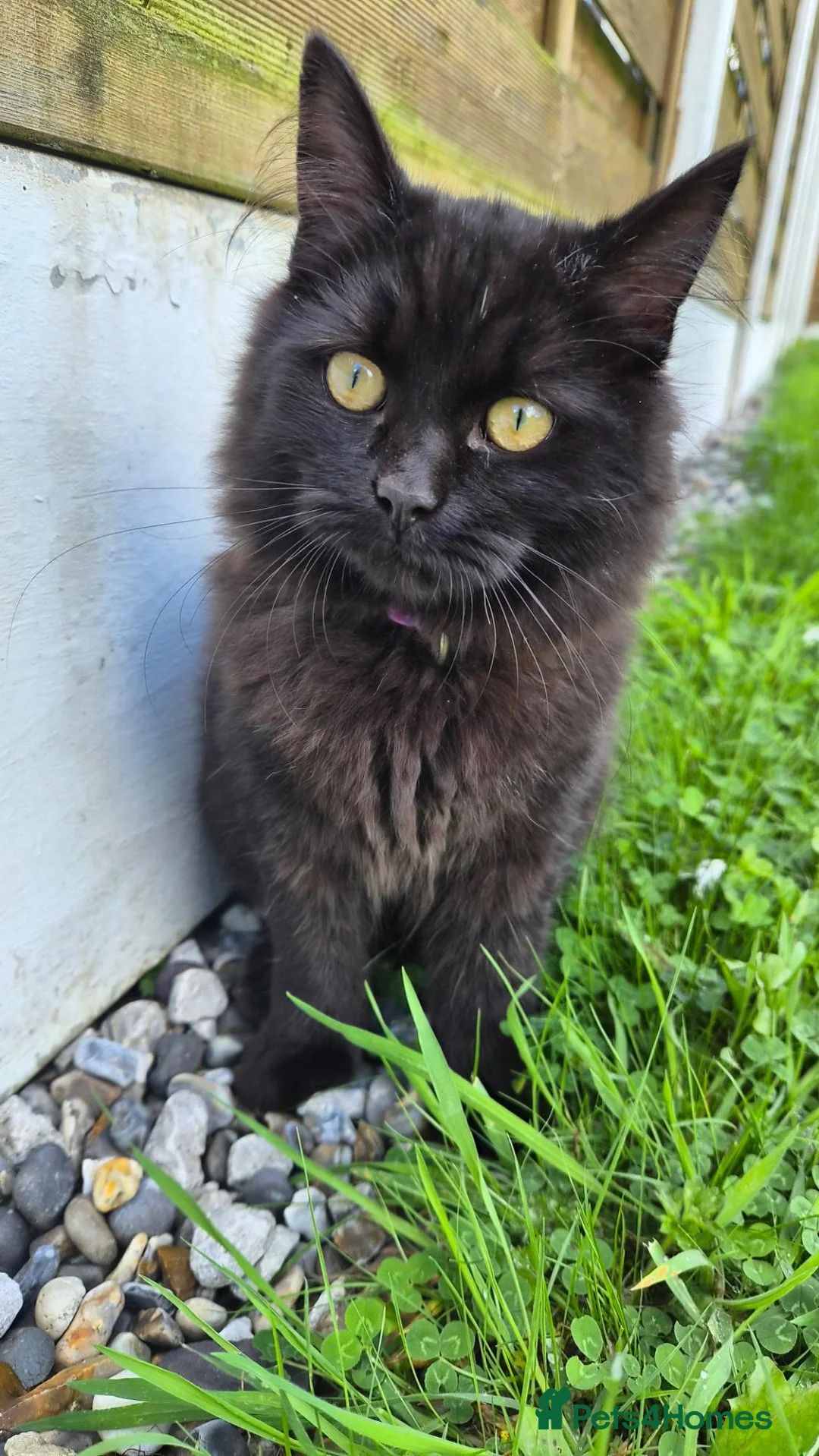 British Shorthair cats for sale:  British Cross Shorthair black Kittens - Advert 2