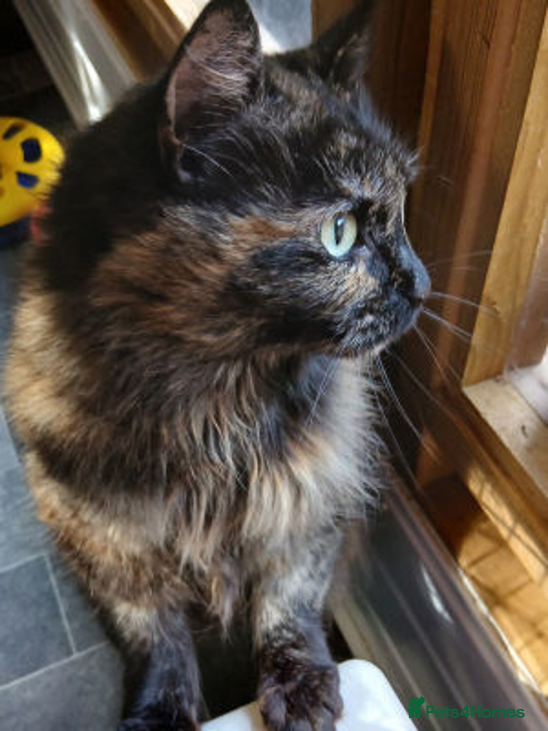 Mixed Breed cats for adoption: MURIEL - Image 5