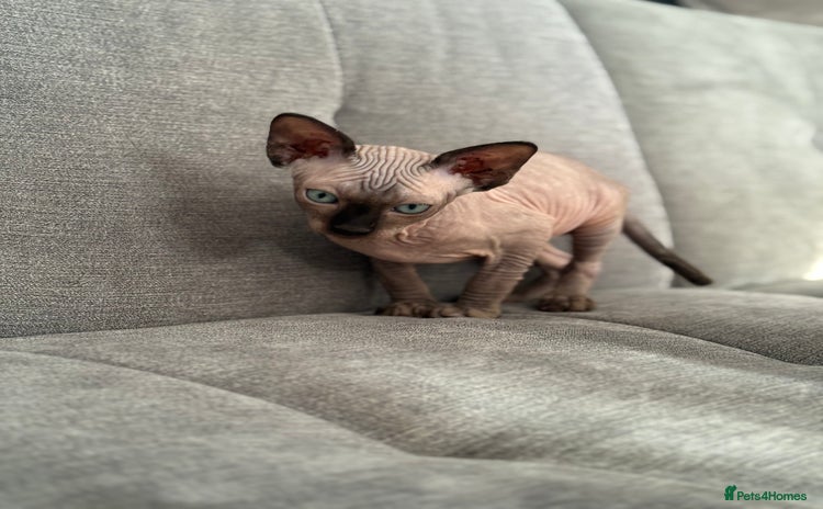 Sphynx cats - Advert 8