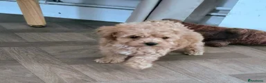 Miniature Poodle 2