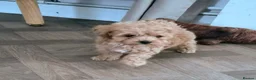 Miniature Poodle dogs for sale: Miniature poodles  in Northampton - Advert 11
