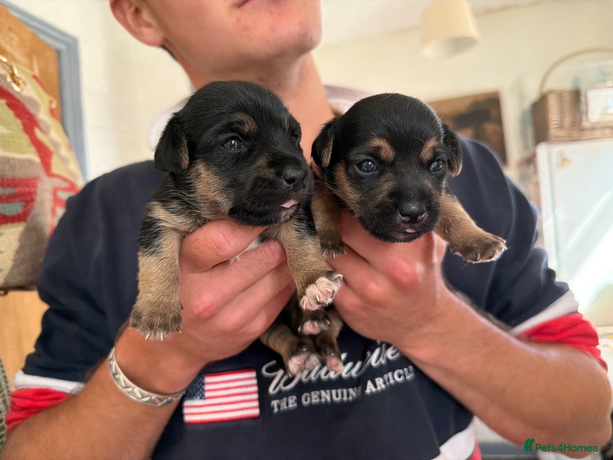 Jack Russell dogs Two Jack Russell boys - Advert 3