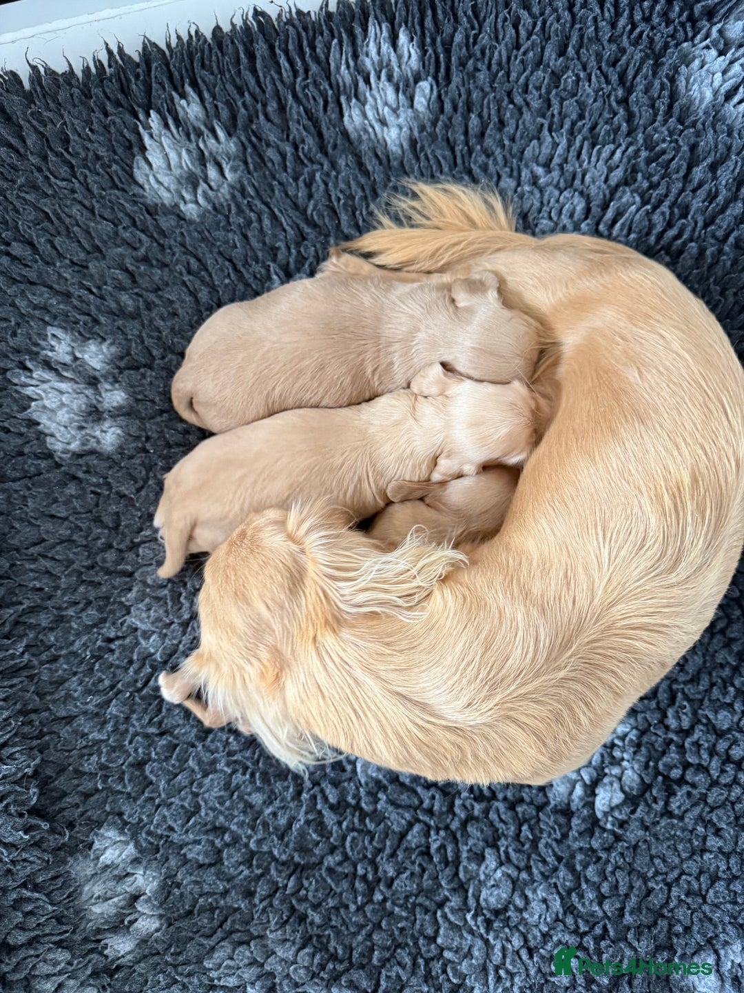 Miniature Dachshund dogs for sale: Beautiful long haired cream mini dachshund puppies - Image 14