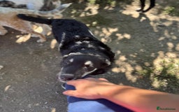 Mixed Breed dogs for adoption: GIZMO - a Lovely young boy for a Loving Home - Image 12