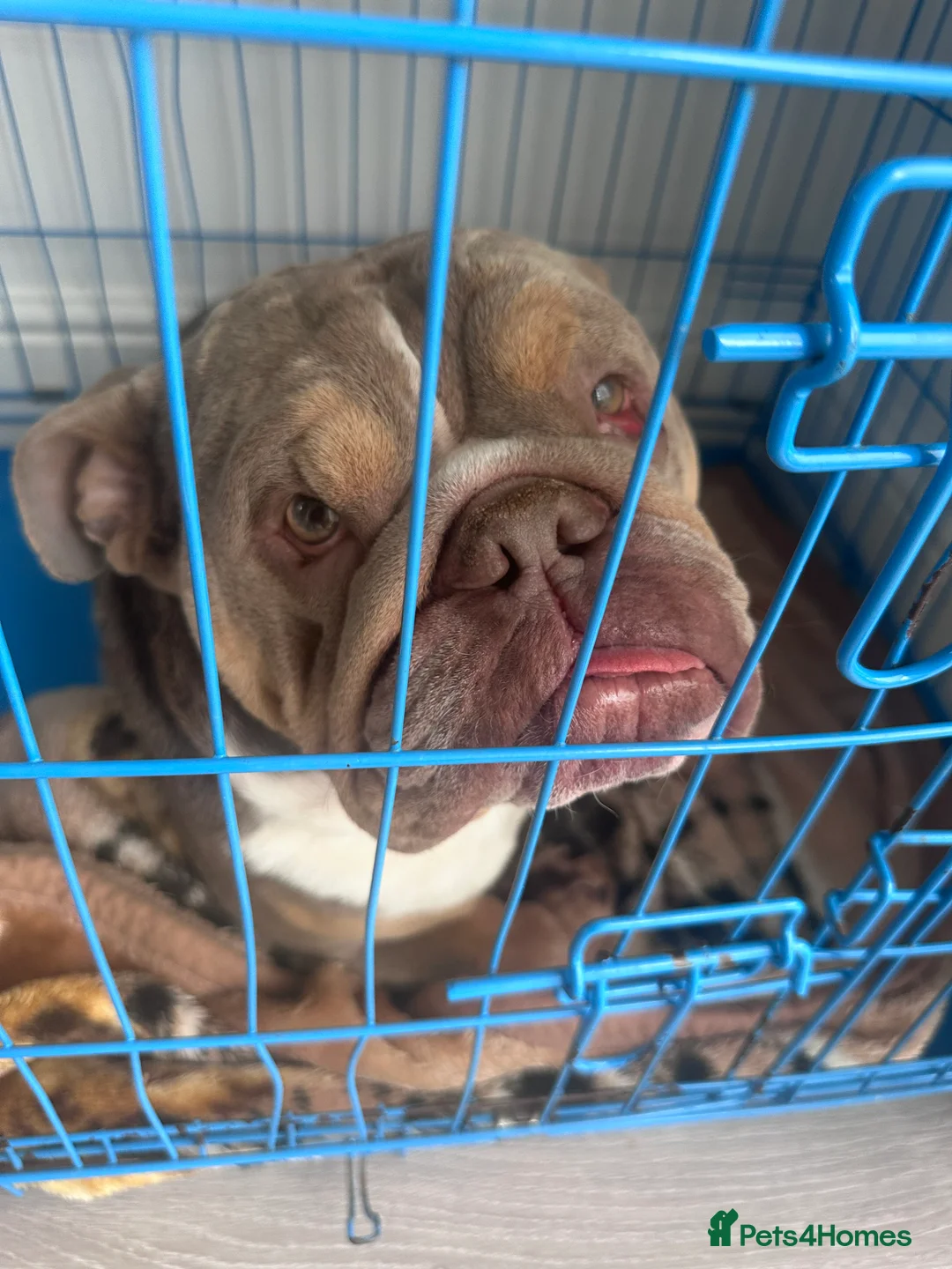 English Bulldog dogs for sale: English bulldog tri colour 3 year old  - Advert 2