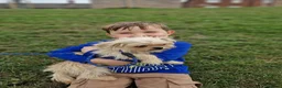 Mixed Breed dogs for sale: Male pup for sale  - Advert 3