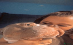 American Bully dogs for sale: Male American bully  - Image 9