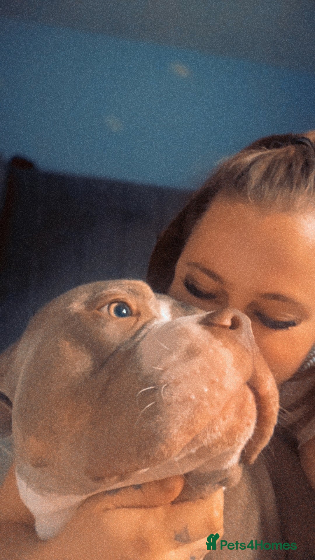 American Bully dogs for sale: Male American bully  - Image 9