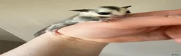 Sugar Glider rodents for sale: White face male Sugar glider available  - Advert 3