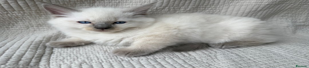 Blue point boy 