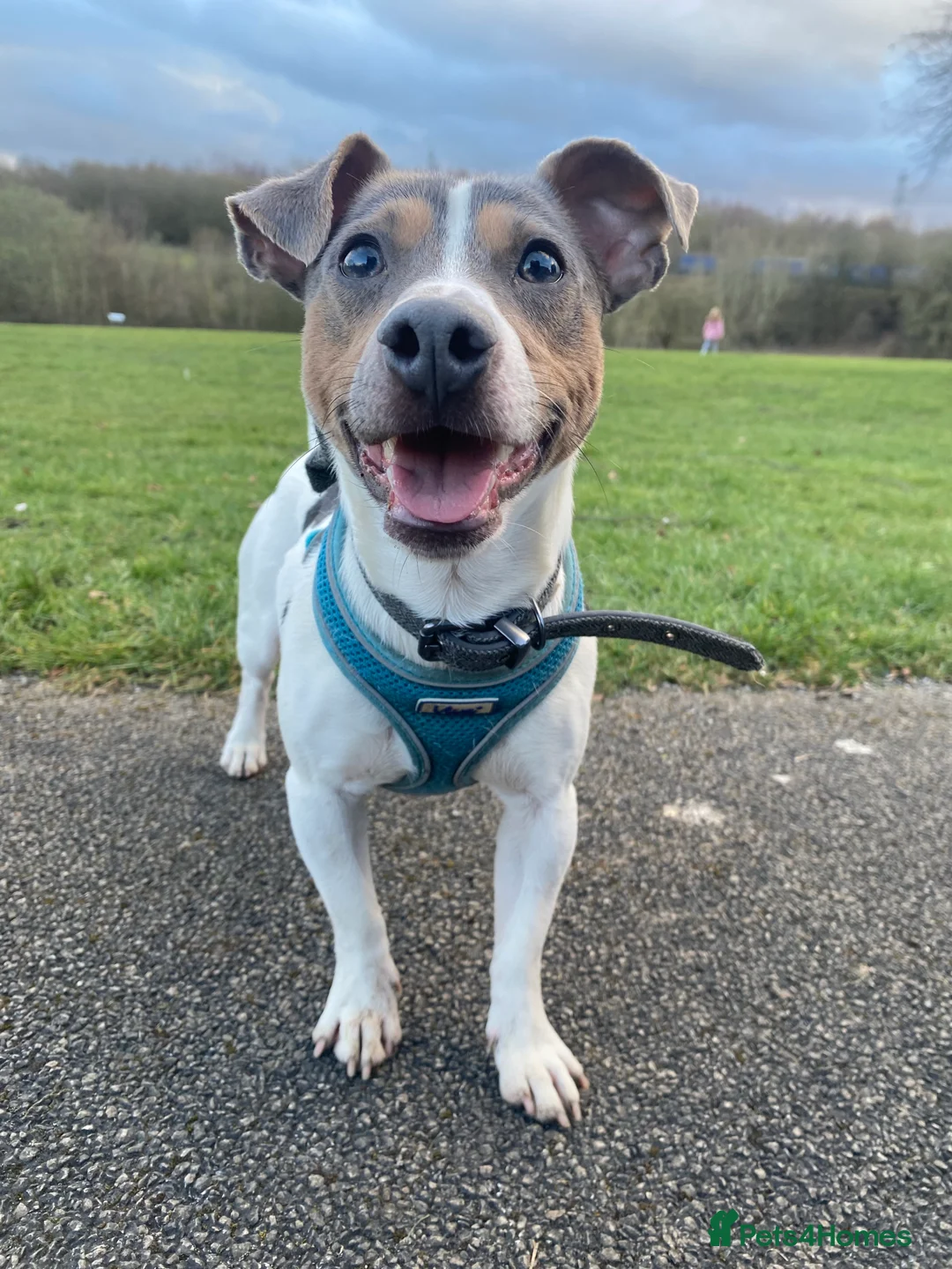 Jack Russell dogs for stud: Blue tri carrying chocolate miniature Jack Russell in Bradford - Advert 5