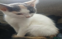 Domestic Shorthair cats for sale: 🐾 9 Beautiful Kittens - Image 20