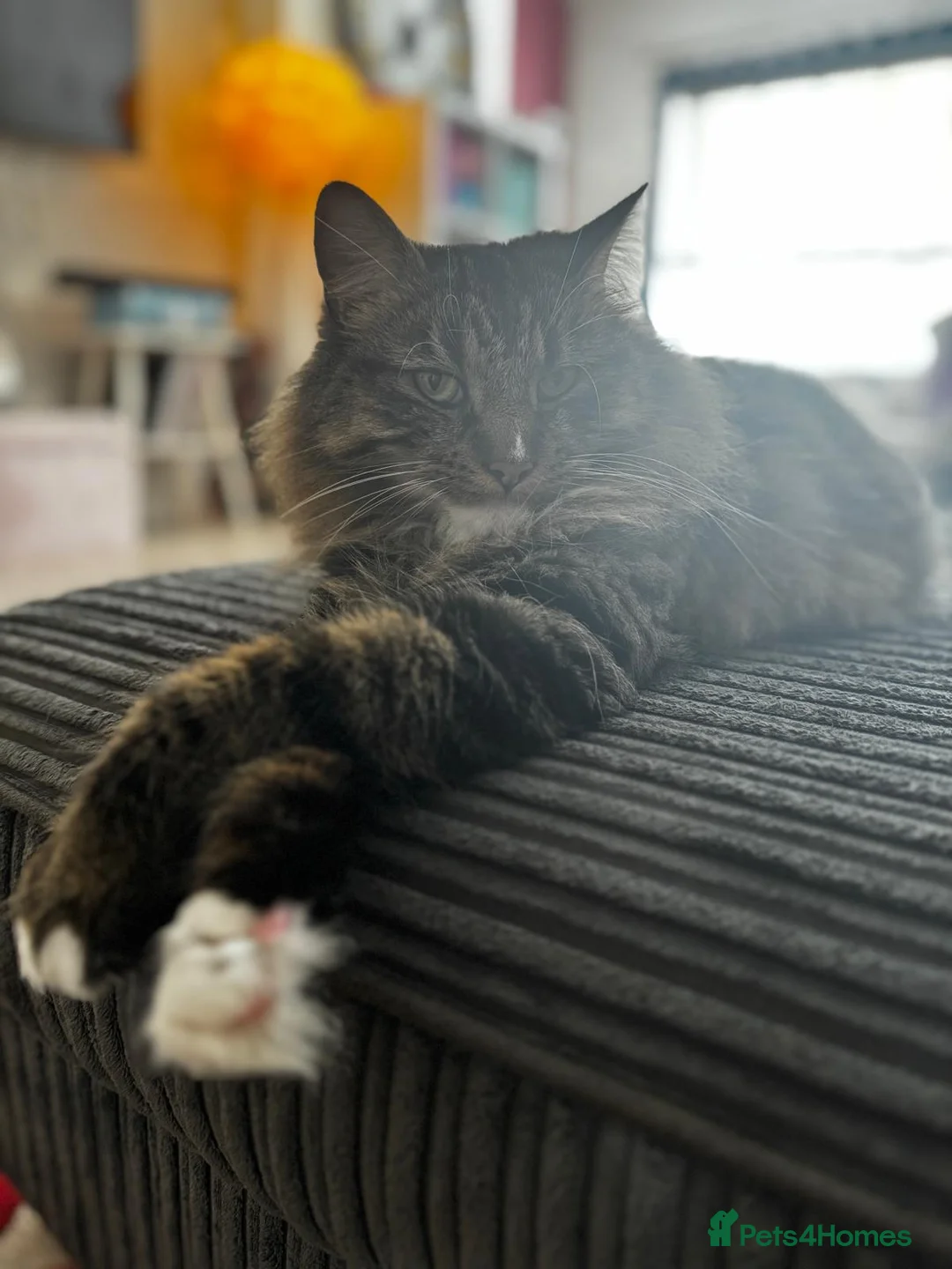 British Longhair cats for sale: Loving 6 year old male cat - Advert 5