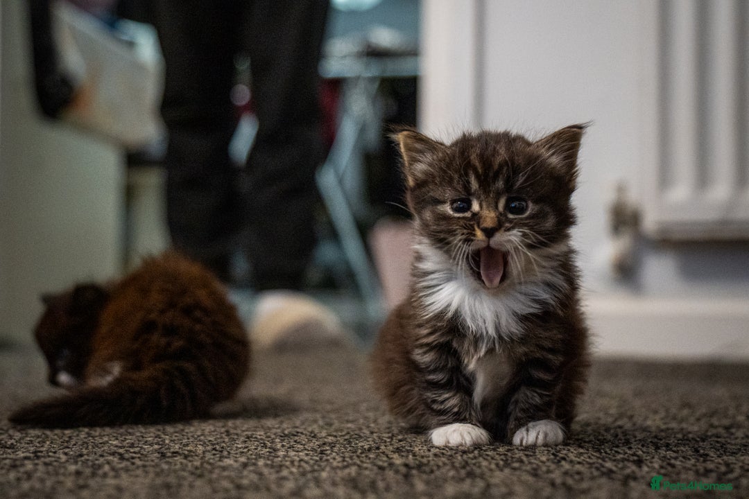 Mixed Breed cats for sale: 🐾 Two Kittens Looking for a Loving Home 🐾 - Advert 4