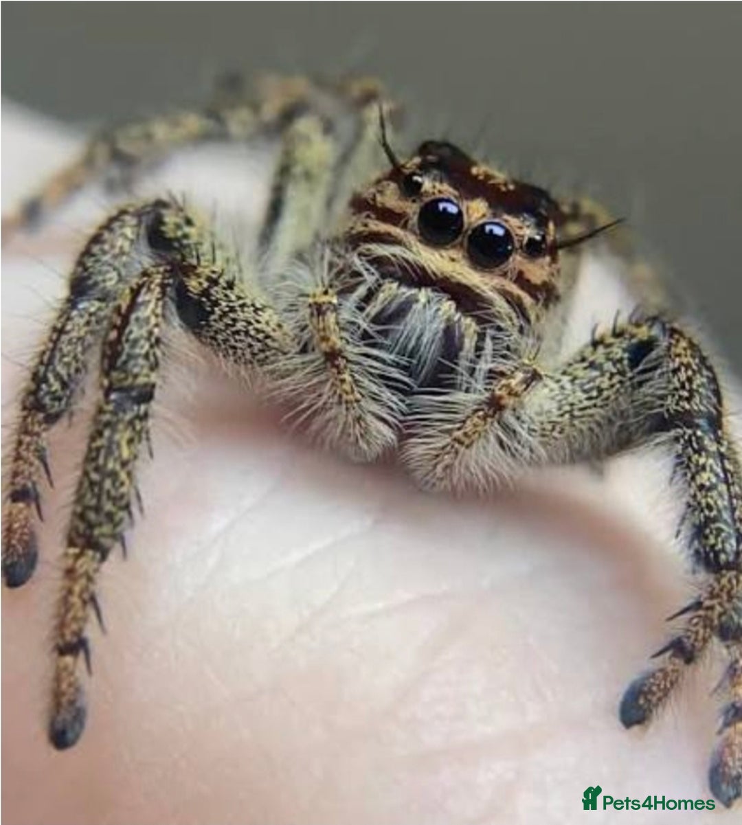 Spiders invertebrates for sale: Hyllus giganteous jumping spiders - Advert 2