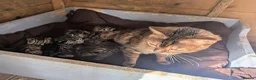 Mixed Breed cats for sale: Gorgeous Bengal X Kittens - Advert 5