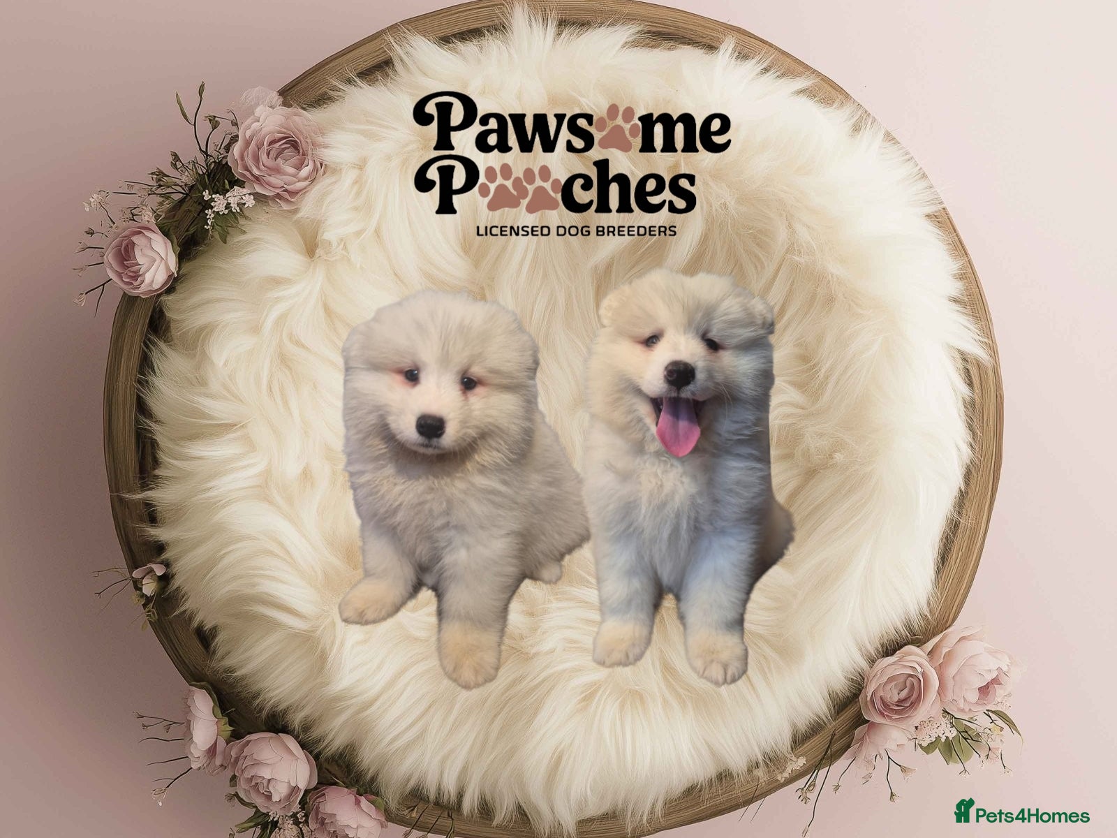 Samoyed dogs 2 Boys Left ready this Sunday ❤️ - Advert 1
