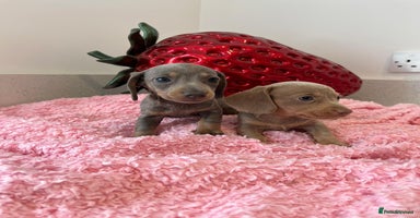 Miniature Dachshund dogs - Advert 3