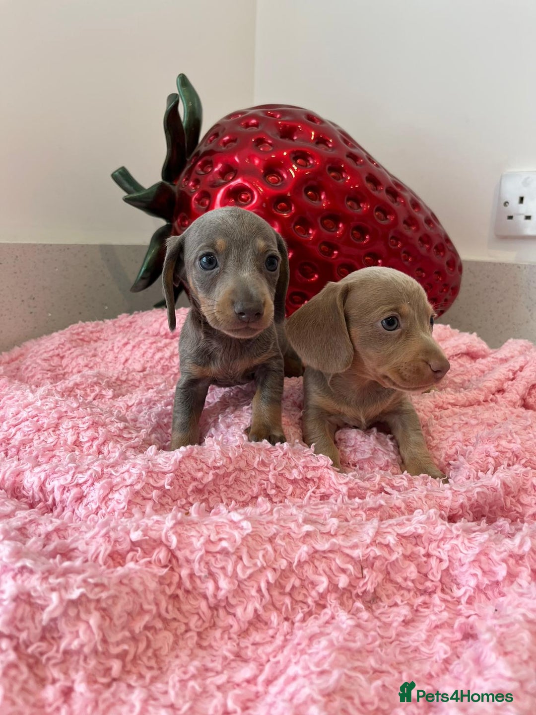 Miniature Dachshund dogs for sale: Stunning Mini Dachshund Puppies - Image 3