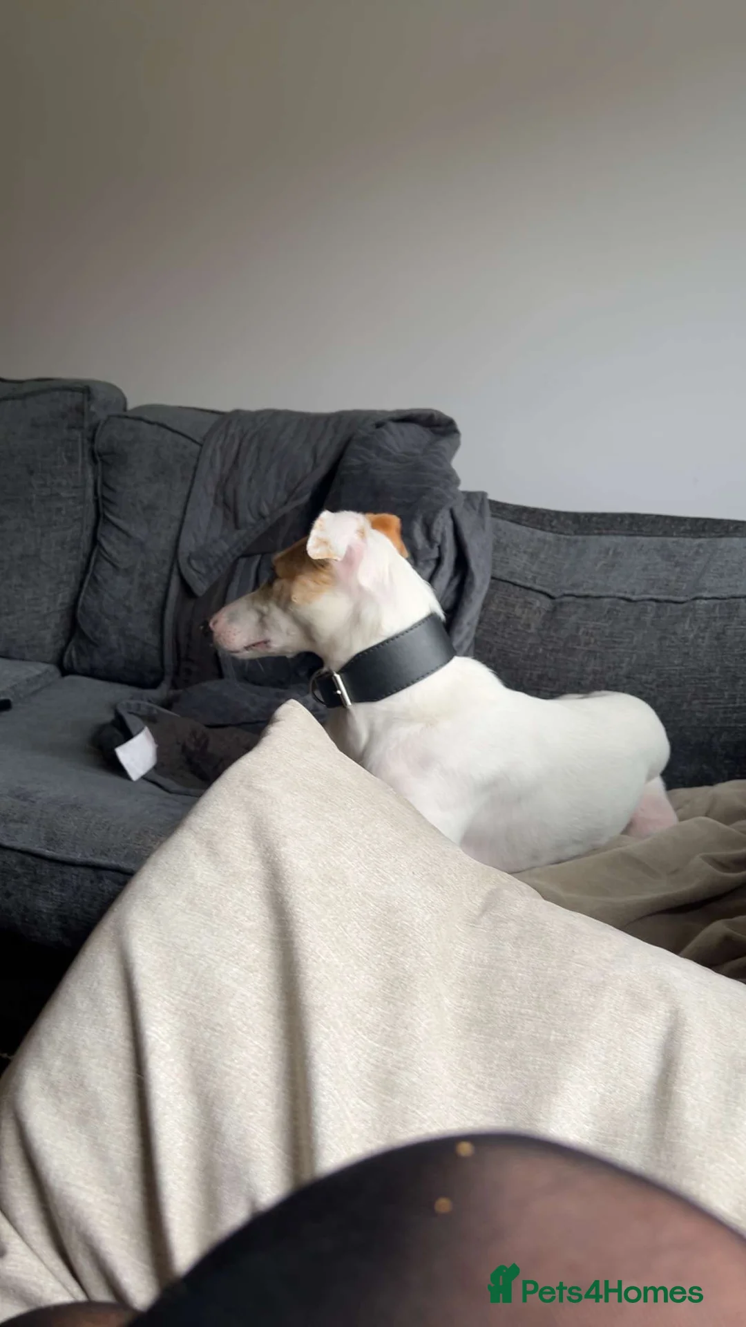 Lurcher dogs for sale: Saluki collie greyhound - Advert 9