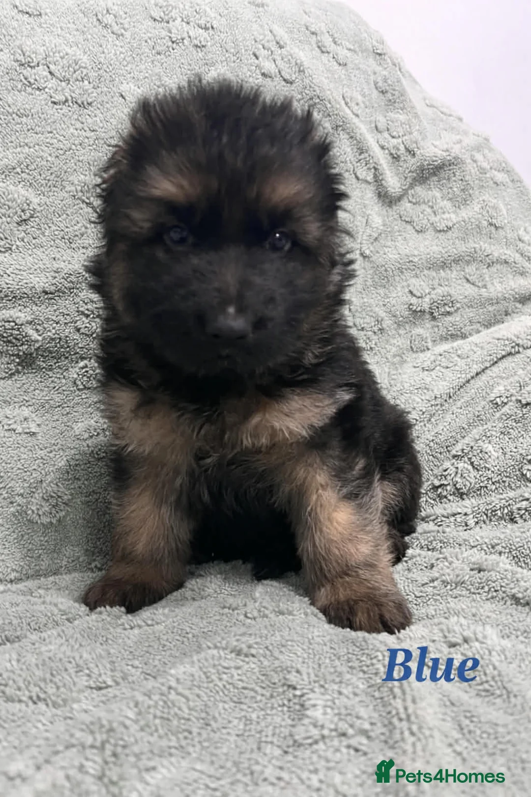 German Shepherd dogs for sale: Beautiful German Shepherd Puppies Kc Registered  - Advert 8
