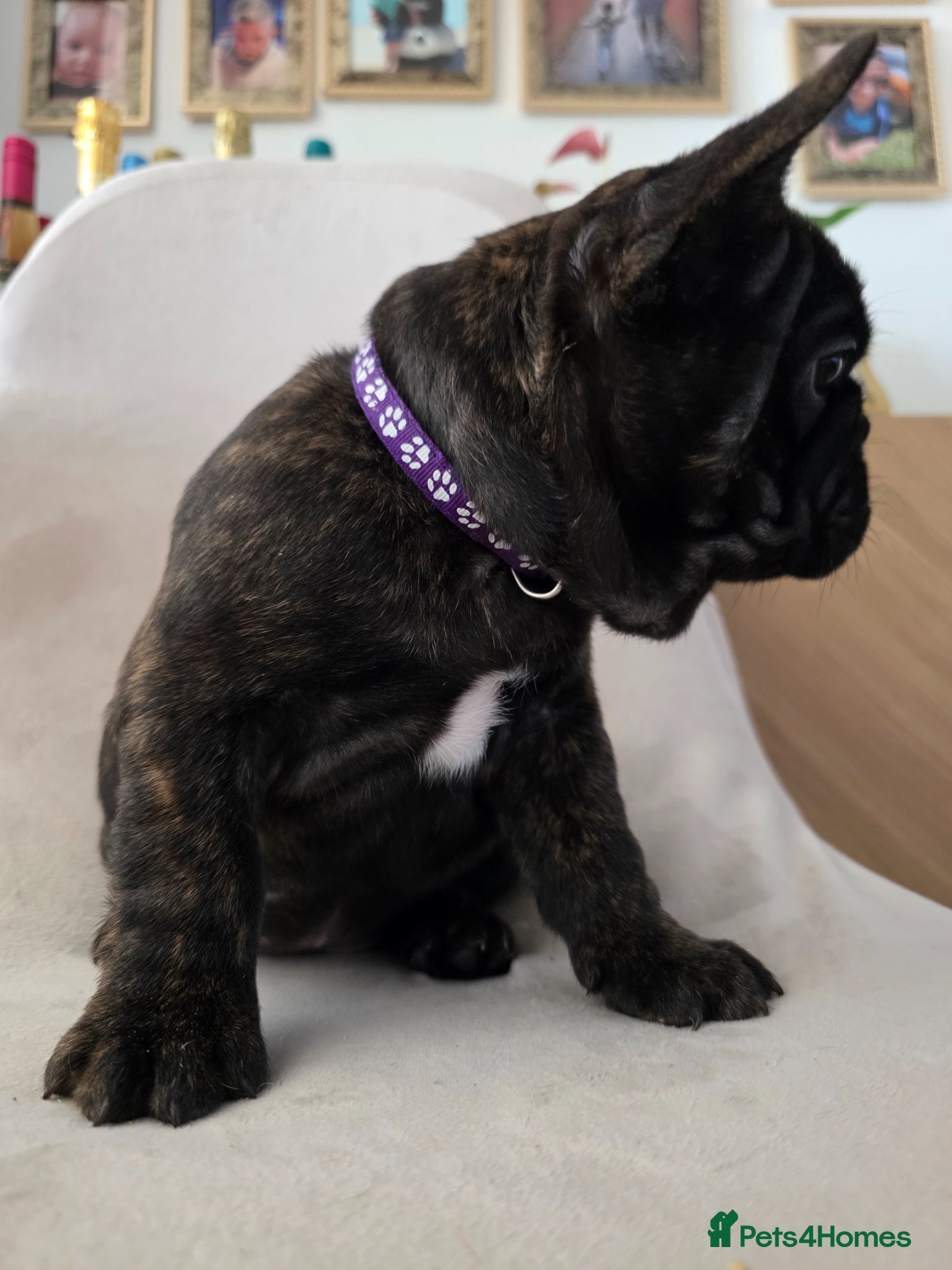 French Bulldog dogs for sale: 🐶 Puppies Ready for Their Forever Homes  - Advert 6