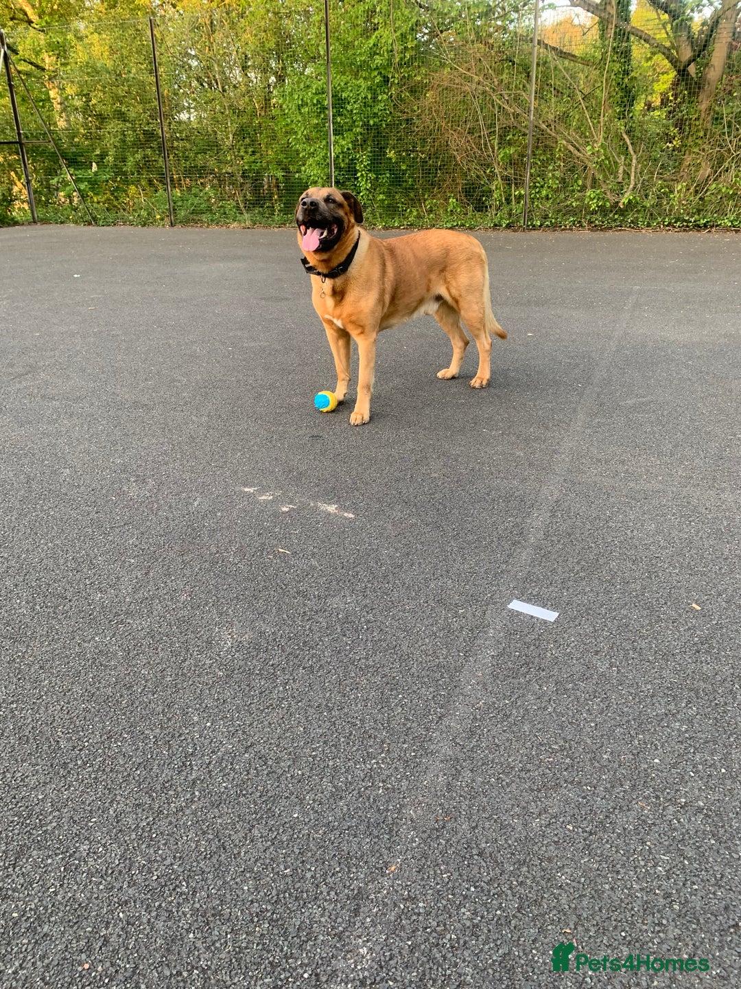 Mixed Breed dogs for stud: Stud  - Advert 3