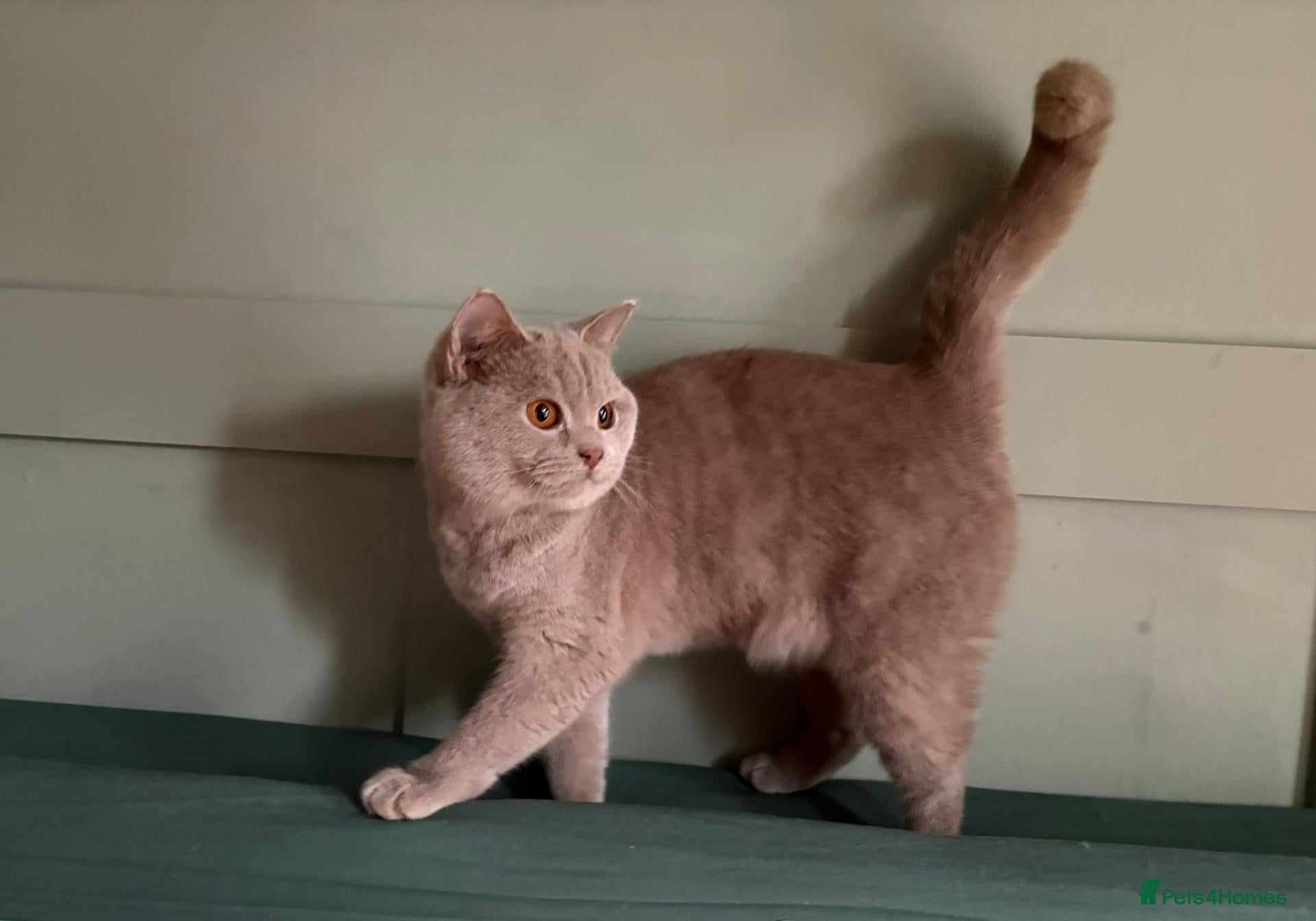 British Shorthair cats Beautiful Lilac British Shorthair kittens  - Advert 1
