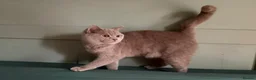 British Shorthair cats for sale: Beautiful Lilac British Shorthair kittens  - Advert 1