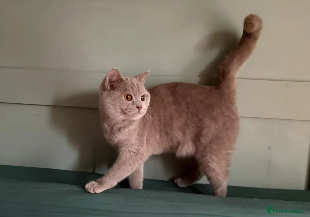 British Shorthair cats for sale: Beautiful Lilac British Shorthair kittens  - Advert 1