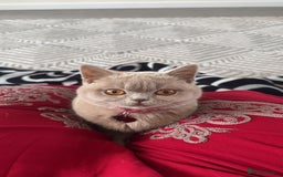 British Shorthair cats for sale: Female British Shorthair  - Image 2