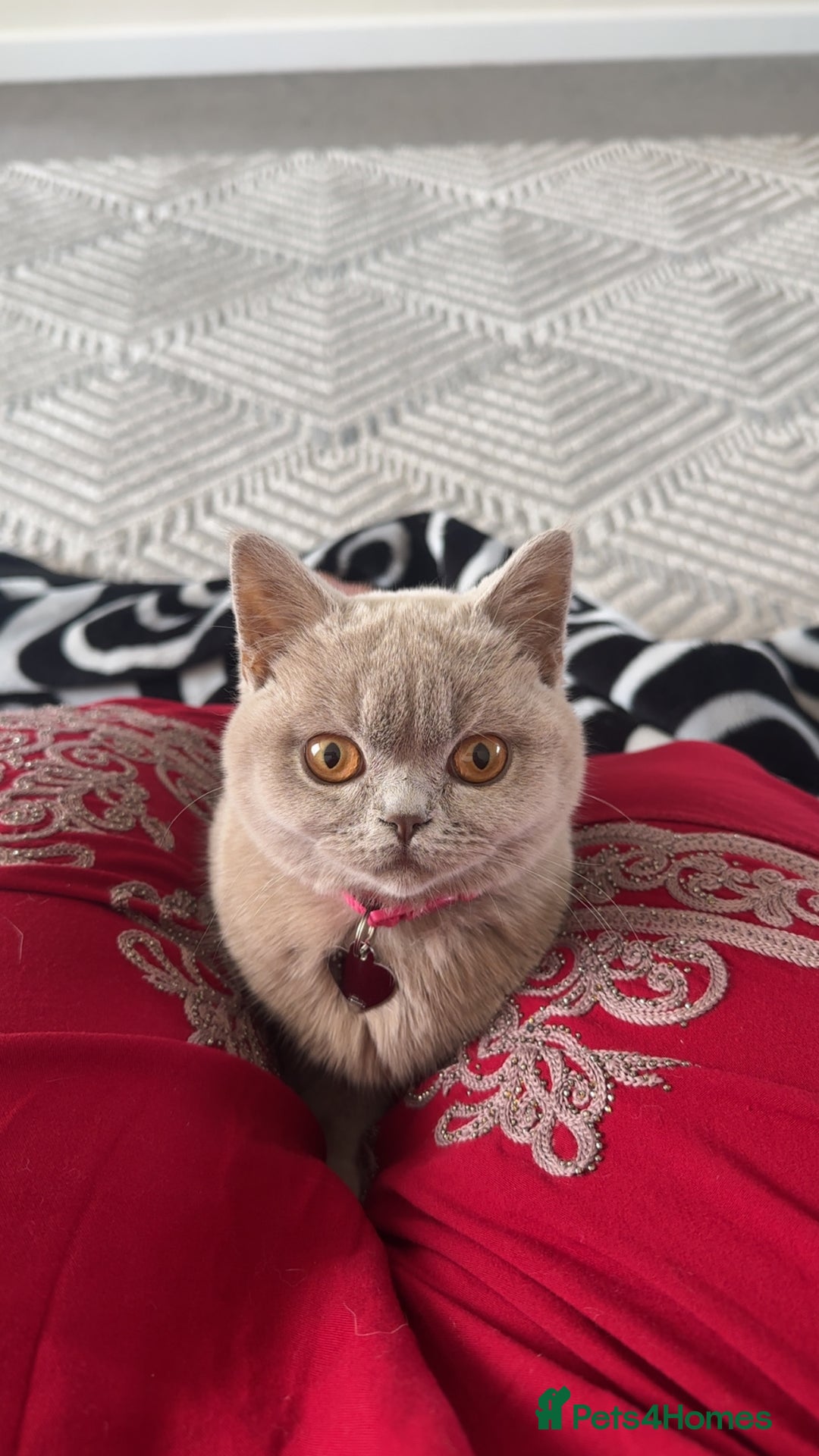 British Shorthair cats for sale: Female British Shorthair  - Image 2