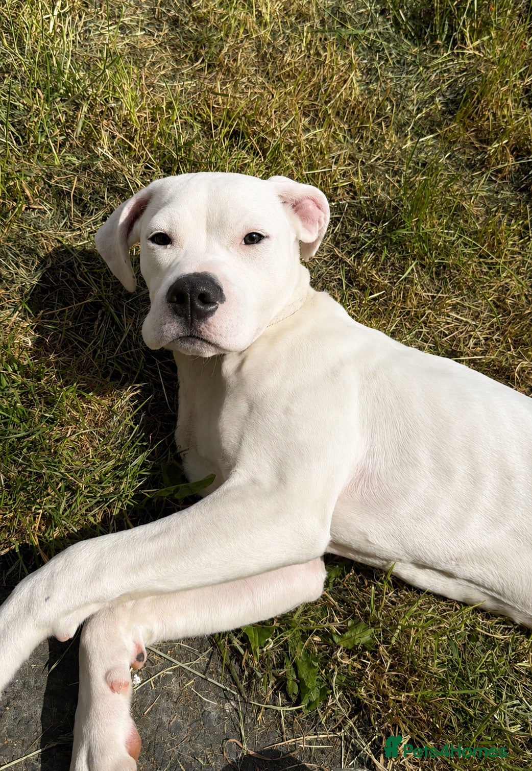 American Bulldog dogs American Bulldog female pup - Advert 9