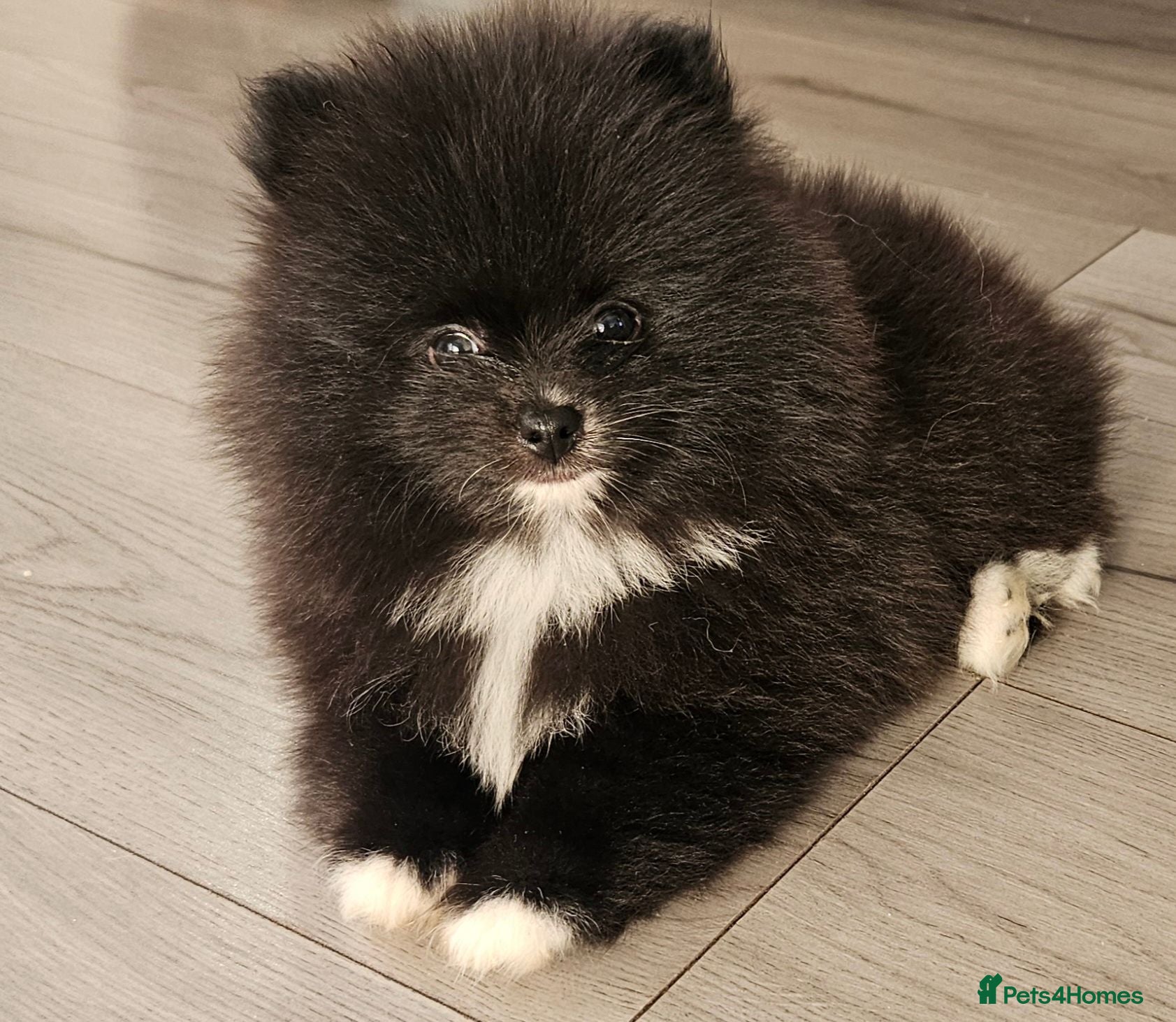 Pomeranian dogs Boy KC POMERANIAN’S AVAILABLE  - Advert 2