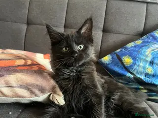 Maine Coon cats Beautiful Maine coon kittens - Advert 18