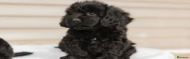 Cockapoo 3