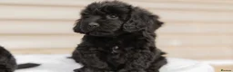 Cockapoo dogs for sale: 4 beautiful cockapoo boys  - Advert 6