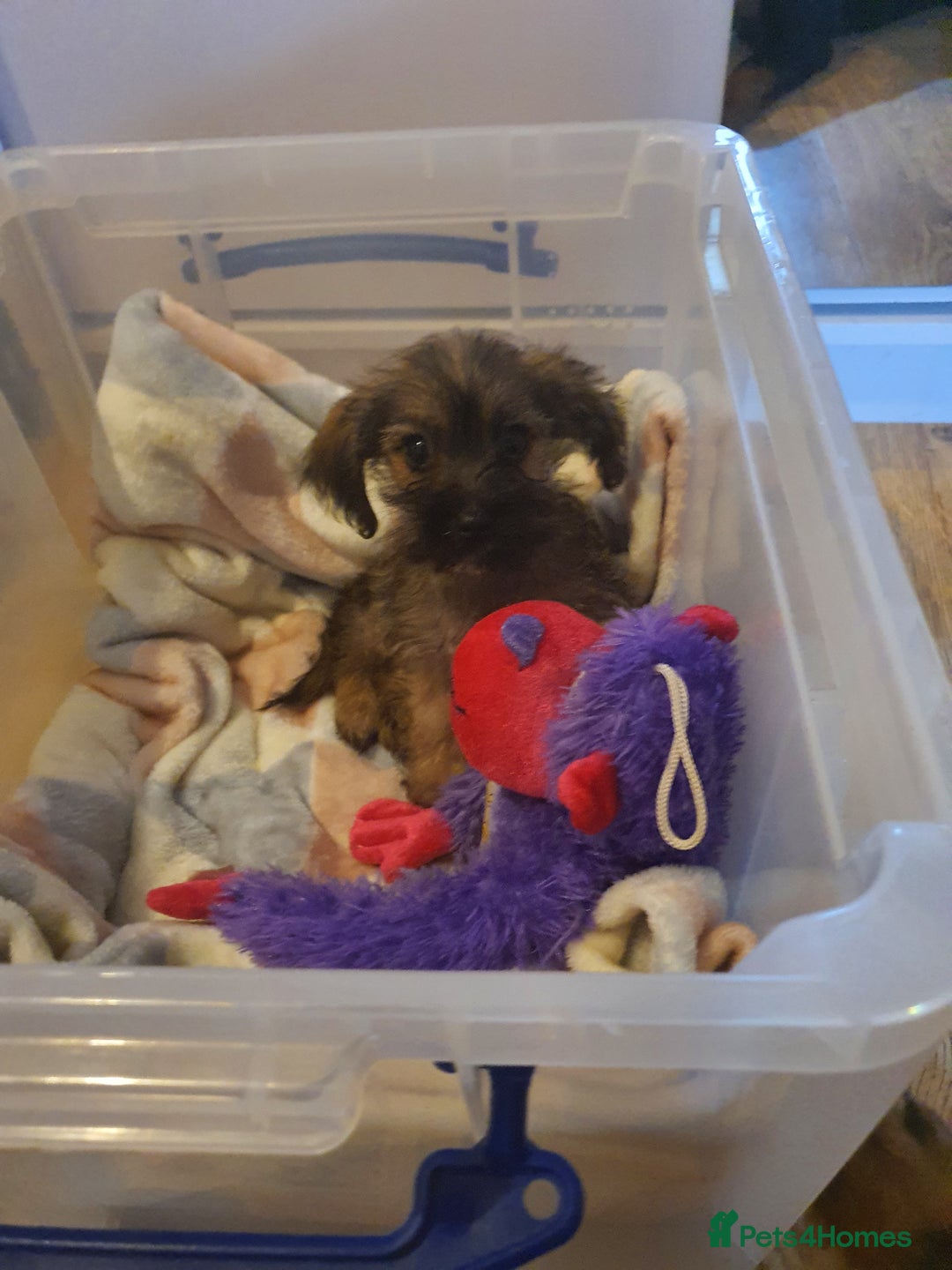 Mixed Breed dogs for sale: Chihuahua x boy - Image 1