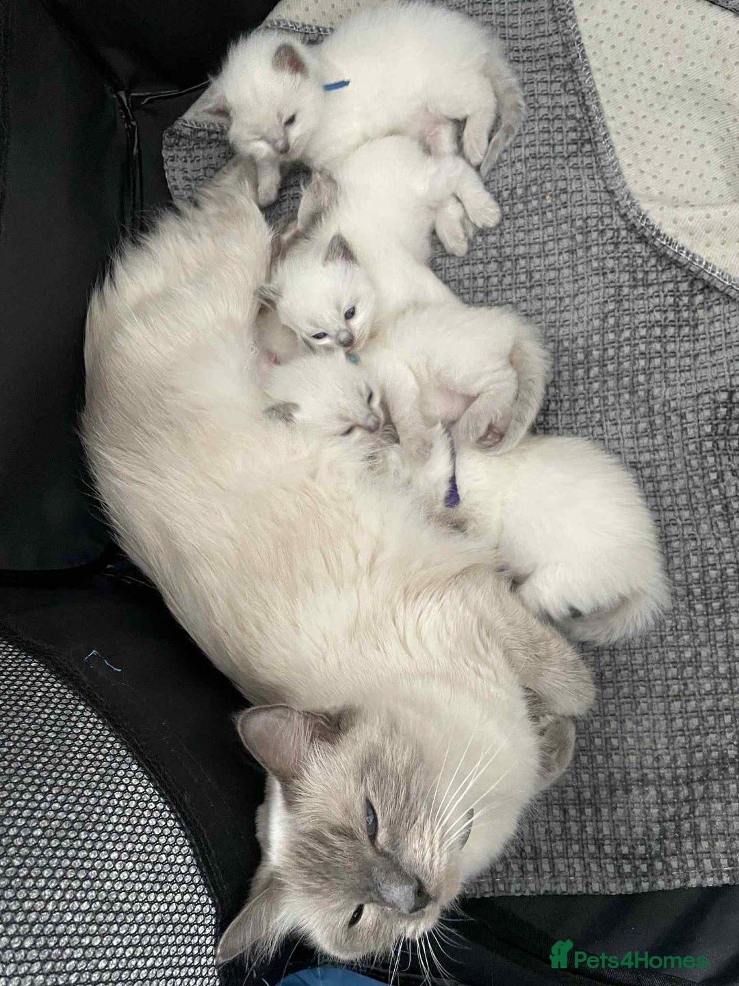 Ragdoll cats for sale: Ragdoll kittens 1 MALE LEFT  - Advert 4